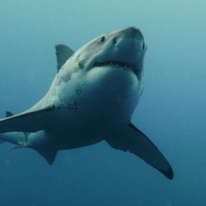 Bilder The Reef 2: Stalked