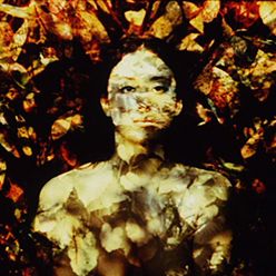 Bilder Früchte paradiesischer Bäume