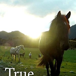 Bilder True Appaloosa