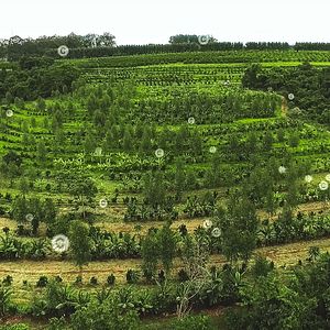 Bilder Kiss The Ground