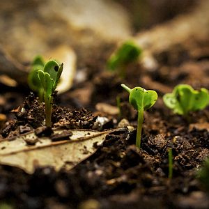 Bilder Kiss The Ground