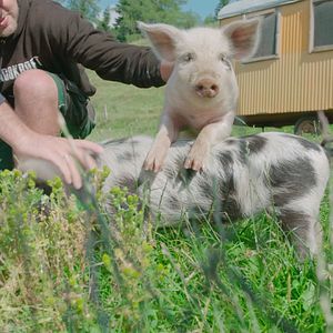 Bilder Der Bauer und der Bobo