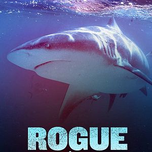 Bilder Hai-Alarm im Paradies