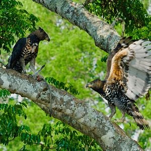 Bilder Epic Adventures with Bertie Gregory