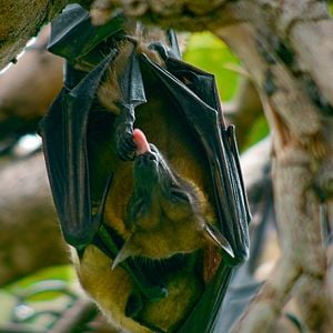 Bilder Epic Adventures with Bertie Gregory