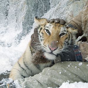 Bilder Die Legende vom Tigernest