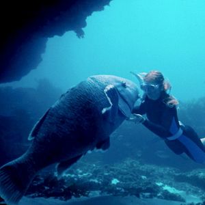 Bilder Blueback - Eine tiefe Freundschaft