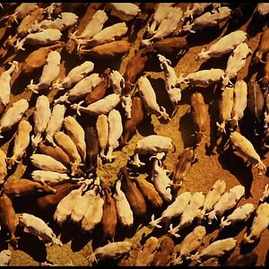 Bilder Vandana Shiva – Ein Leben für die Erde