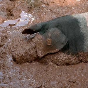 Bilder Und es geht doch... Agrarwende JETZT!