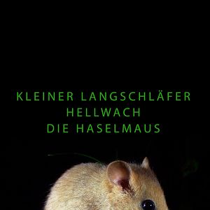 Bilder Kleiner Langschläfer hellwach - Die Haselmaus