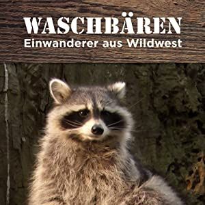 Bilder Waschbären - Einwanderer aus Wildwest