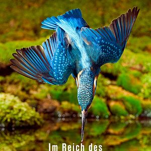 Bilder Im Reich des Eisvogels - Westerwalds fleißigster Fischjäger