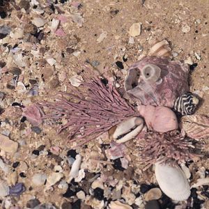 Bilder Hunter from Elswhere – Eine Reise mit Helen Britton