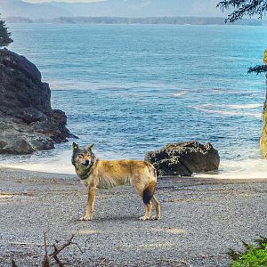 Bilder Die Insel der Küstenwölfe