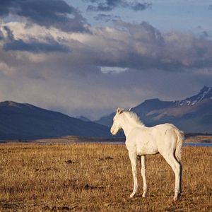 Bilder Regards Sur le Monde - Patagonie, A la lisière du monde