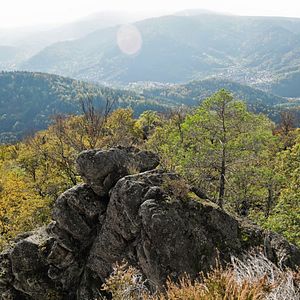Bilder Nachtwald - Das Abenteuer beginnt!