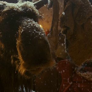 Bilder Es ist ein Elch entsprungen