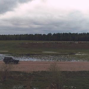 Bilder Sibirisch für Anfänger