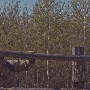 Bilder Sibirisch für Anfänger