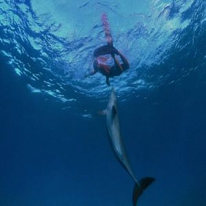 Bilder Was geschah mit dem Delfin-König?