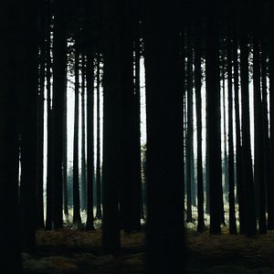 Bilder Le Coeur noir des forêts