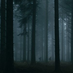 Bilder Le Coeur noir des forêts