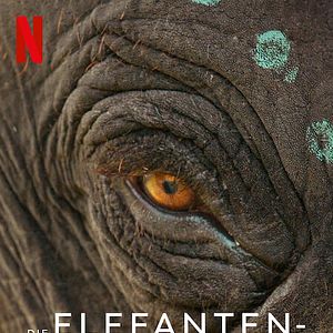 Bilder Die Elefantenflüsterer