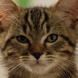 Bilder Lou - Abenteuer auf Samtpfoten