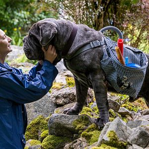Bilder Lou - Abenteuer auf Samtpfoten