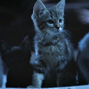 Bilder Lou - Abenteuer auf Samtpfoten