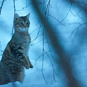 Bilder Lou - Abenteuer auf Samtpfoten