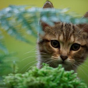 Bilder Lou - Abenteuer auf Samtpfoten