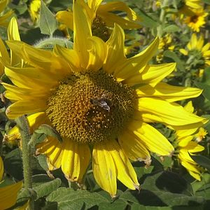 Bilder Paysans du Ciel à la Terre