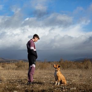 Bilder Straßenköter