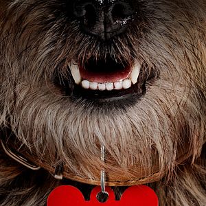 Bilder Doggy Style: Dieser Sommer kommt von hinten