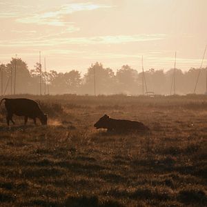 Bilder Quo Vadis Angeln?