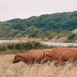 Bilder Quo Vadis Angeln?
