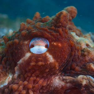 Bilder Giganten des Tierreichs