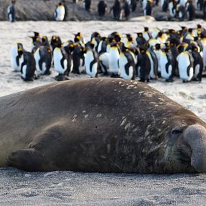 Bilder Giganten des Tierreichs