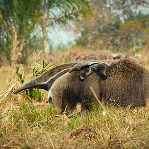 Bilder Giganten des Tierreichs