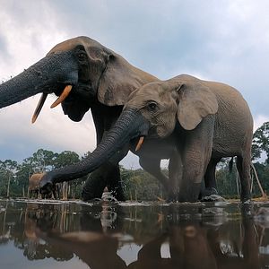 Bilder Giganten des Tierreichs