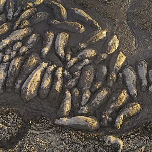 Bilder Giganten des Tierreichs