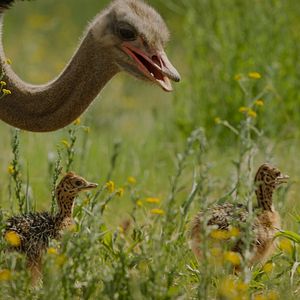 Bilder Giganten des Tierreichs