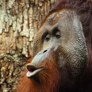 Bilder Giganten des Tierreichs