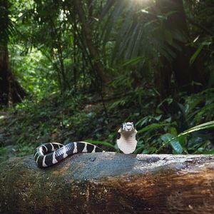 Bilder Giganten des Tierreichs