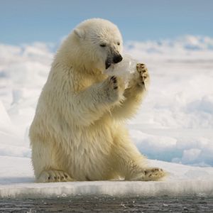 Bilder Giganten des Tierreichs