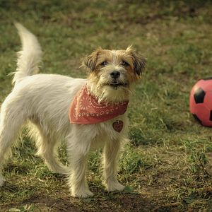 Bilder Lassie - Ein neues Abenteuer