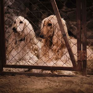 Bilder Lassie - Ein neues Abenteuer