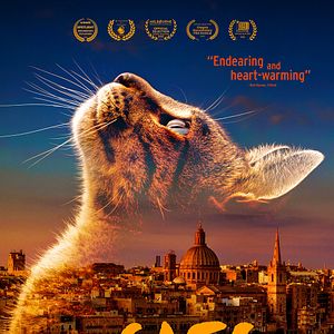 Bilder Cats Of Malta