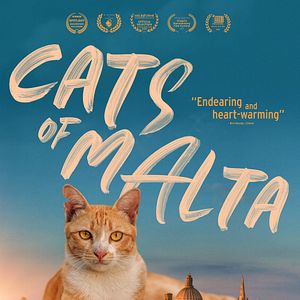 Bilder Cats Of Malta